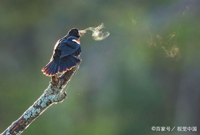加拿大:红翅黑鹂求偶卖力秀歌喉,唱得"嗓子冒烟"